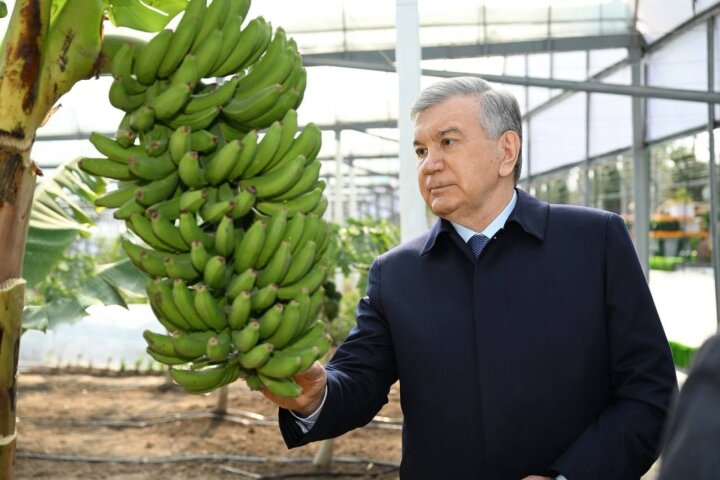 Президент в Сурхандарьинской области посетил школу приусадебного хозяйства